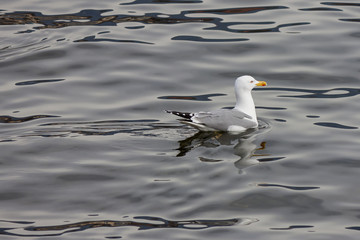 An adult seagull