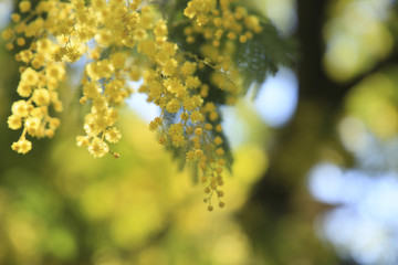 Mimosa