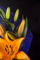Beautiful orange lily flower on black background