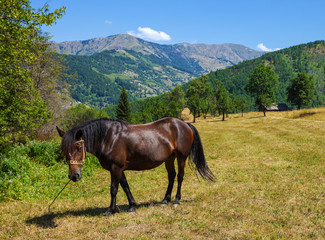 Fototapeta na wymiar Beautiful horse on the meadow