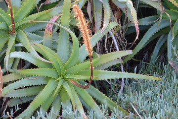 Aloe véra fleurs de corse, Haute-Corse, Ile de Beauté, France