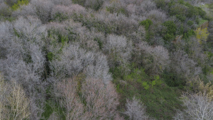 Aerial view of a dense forest. There are many trees, bushes and green grass on this beautiful spring day.