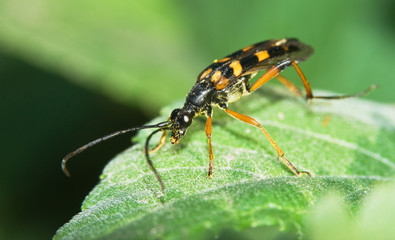 beetle on a leaf