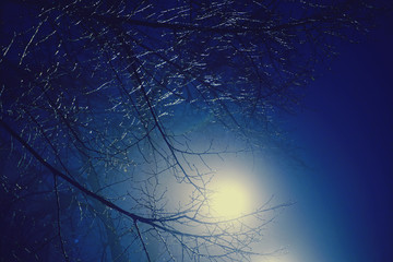Bright night light of lantern with bare branches - obrazy, fototapety, plakaty