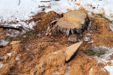 Illegal felling of trees with a chainsaw.