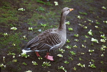 Wild Goose in park, walking, London, Valentine s Park.