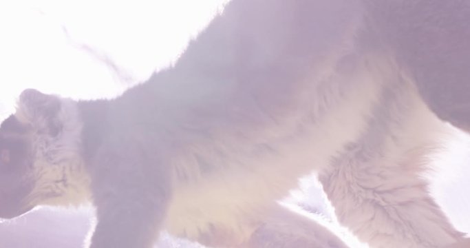 Lemur walking on tree branch in cage -sun flare