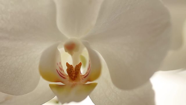 orchid flowers white video