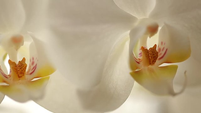 orchid flowers white video