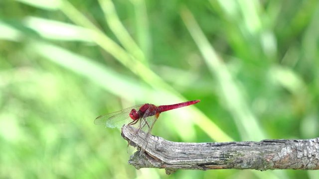 Broad Scarlet male (Crocothemis erythraea)