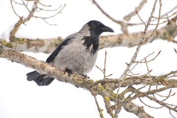 Hooded crow (Corvus cornix) in the city park 