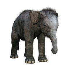 Obraz premium 3D Rendering Indian Elephant Baby on White