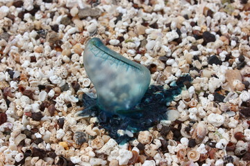 Portugiesische Galeere