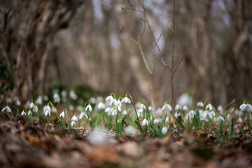 Spring snowdrop flowers blooming in sunny day © diyanadimitrova