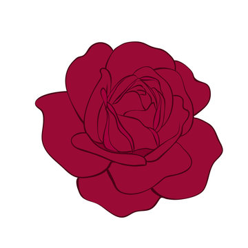 Red Rose. Isolated Flower on a White Background.