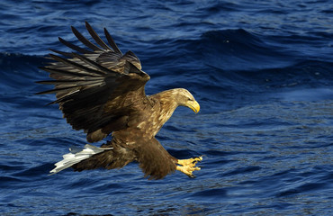 White-tailed eagle in flight, fishing. Adult white-tailed eagle (Haliaeetus albicilla), also known as the ern, erne, gray eagle, Eurasian sea eagle and white-tailed sea-eagle
