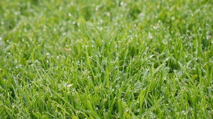 Dew on green grass