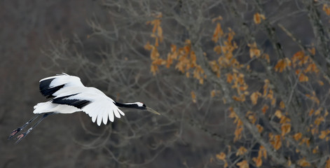 The red-crowned crane in flight.Scientific name: Grus japonensis, also called the Japanese crane or Manchurian crane.