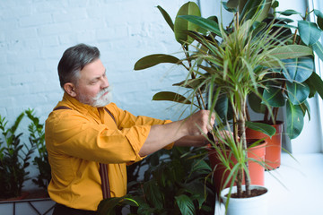 side view of bearded senior man planting green plants at home