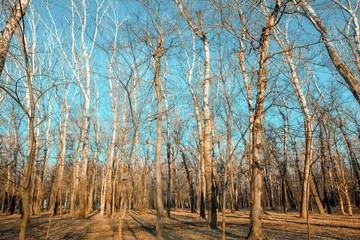 forest in the early spring