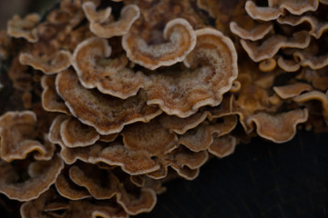 mushrooms in a dark forest