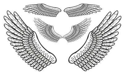 Set of bird wings with finely drawn feathers in the stamp style.