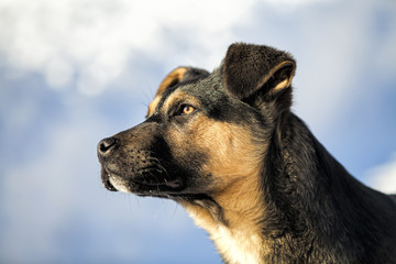 Cute young black dog in the snow.
