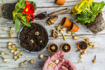 Bulbs of spring flowers and blooming flowers for planting. 