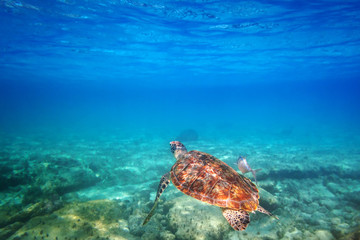 Green turtle swimming in the Caribbean sea of Mexico