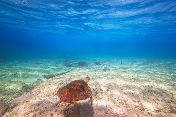 Green turtle swimming in the Caribbean sea of Mexico