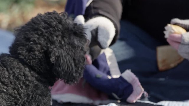 Dog Shivering In The Cold As Homeless Man Feeds It Bread While He Is Bundled Up From The Cold Weather.