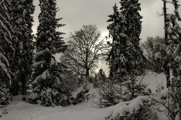 Las w zimowej szacie 