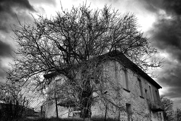 Haunted Scene House. An old  vintage  house with creepy  tree against an apocalyptic dark sky for...