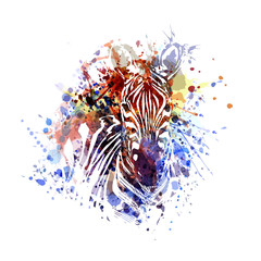 Vector color illustration of zebra © onot