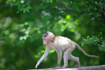 可愛いサル
