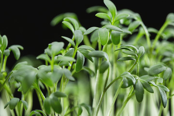 Fresh cress sprouting ready for salad. Healthy vegetarian food.Fresh herbs.