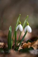 Fototapeta premium Spring snowdrop flowers blooming in sunny day