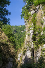 Green tree top over blue sky and clouds background in summer