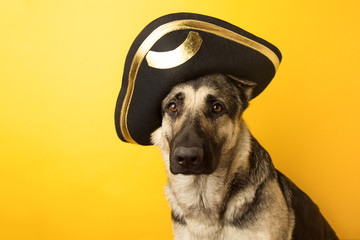 dog pirate - Eastern European shepherd dressed in a pirate ha on