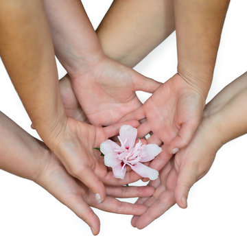 mani unite con fiore al centro