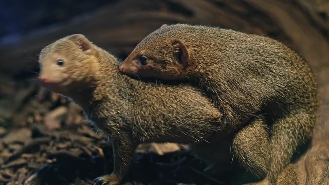 Helogale parvula - breeding, pairing of two individuals and role playing games