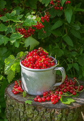 Red currant in a metal mug on the street
