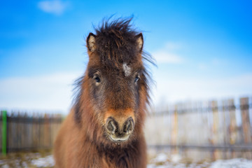 Little pony on the sky background.