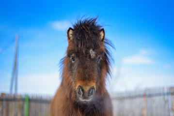 Little pony on the sky background.