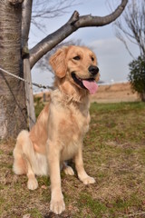 ゴールデンレトリーバー