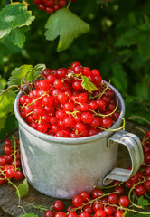 Red currant in a metal mug on the street