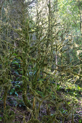 Mossy forest, mysterious boxwood on a sunny day