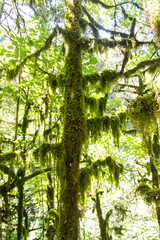 Mossy forest, mysterious boxwood on a sunny day