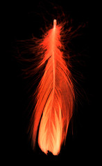Red feather on a black background