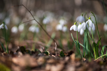 Spring snowdrop flowers blooming in sunny day